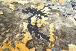 BLOOM - Image 4