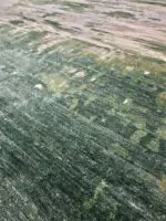 BAMBOO SILK - Image 3